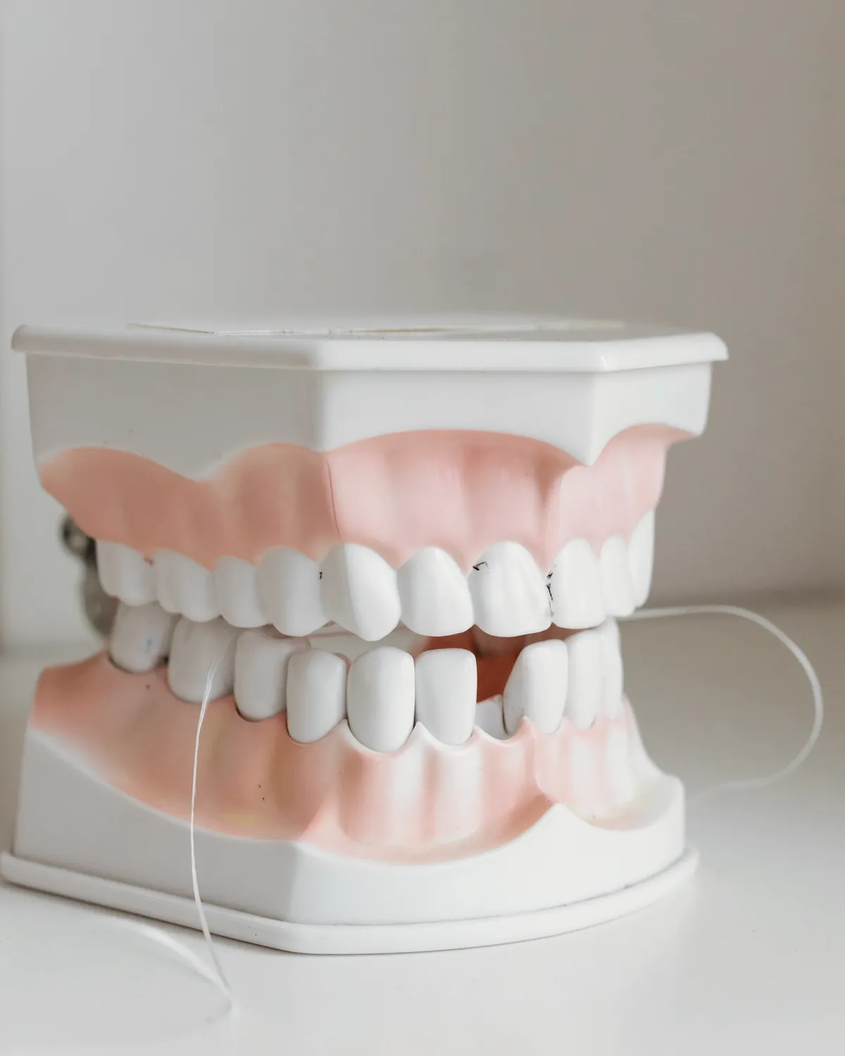 A teeth and gums model with dental floss